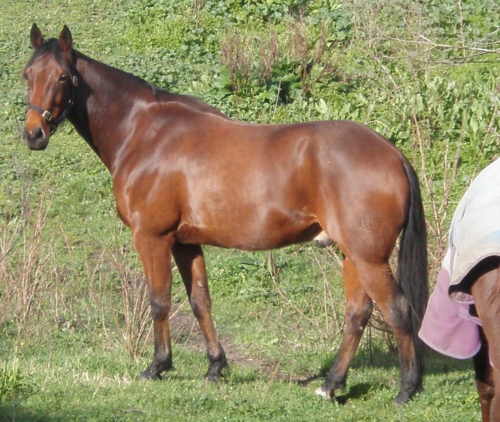 The Standardbred horse can be considered a hunter type due to its well carried head, angled shoulders, and strong legs with powerful hindquarters.
