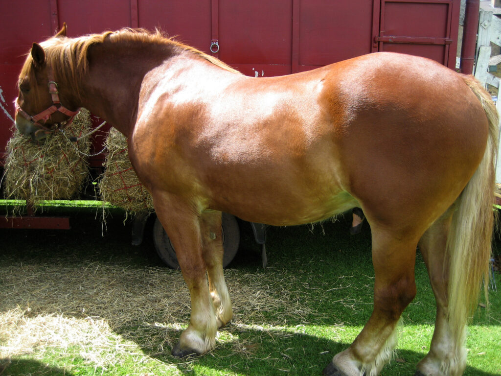Suffolk Punch