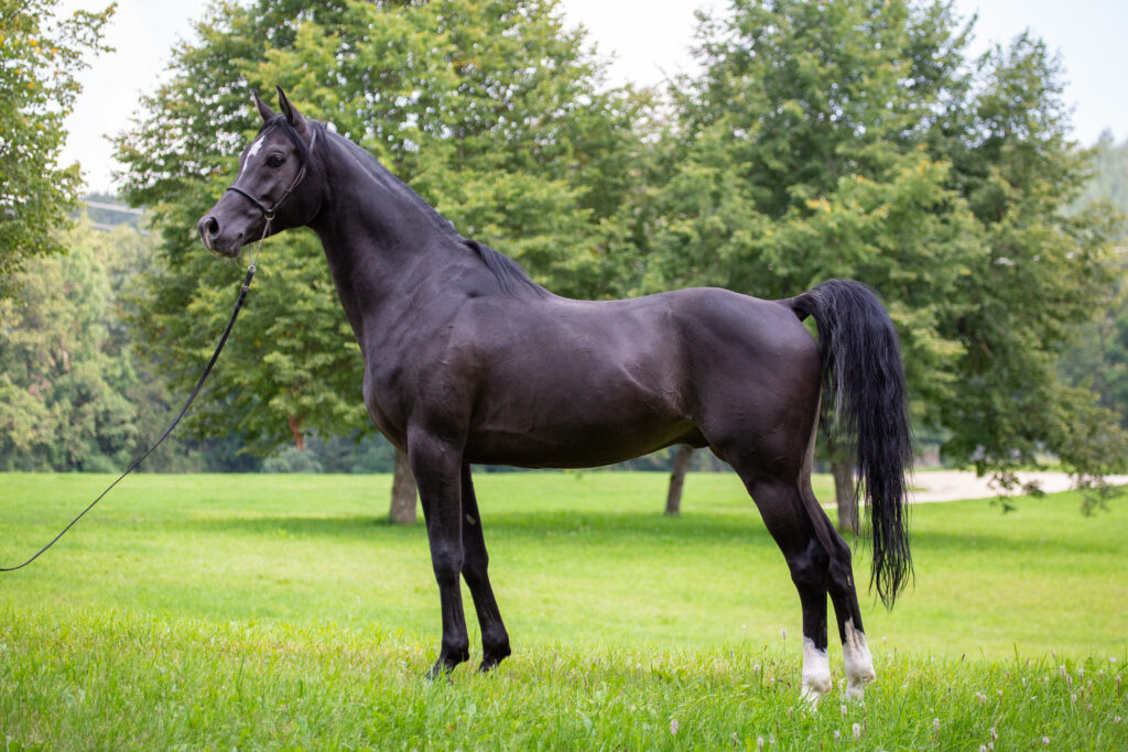 Arabian horse portrait