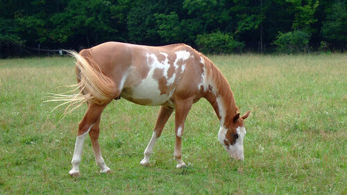 A horse with light brown and white coat standing in the grass field