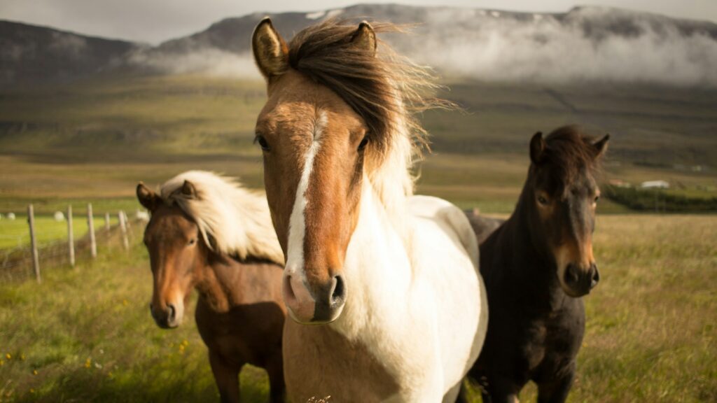 three assorted-color horses running away from a mountain