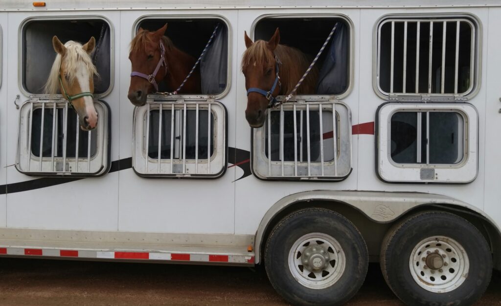 Three horses in white trailer