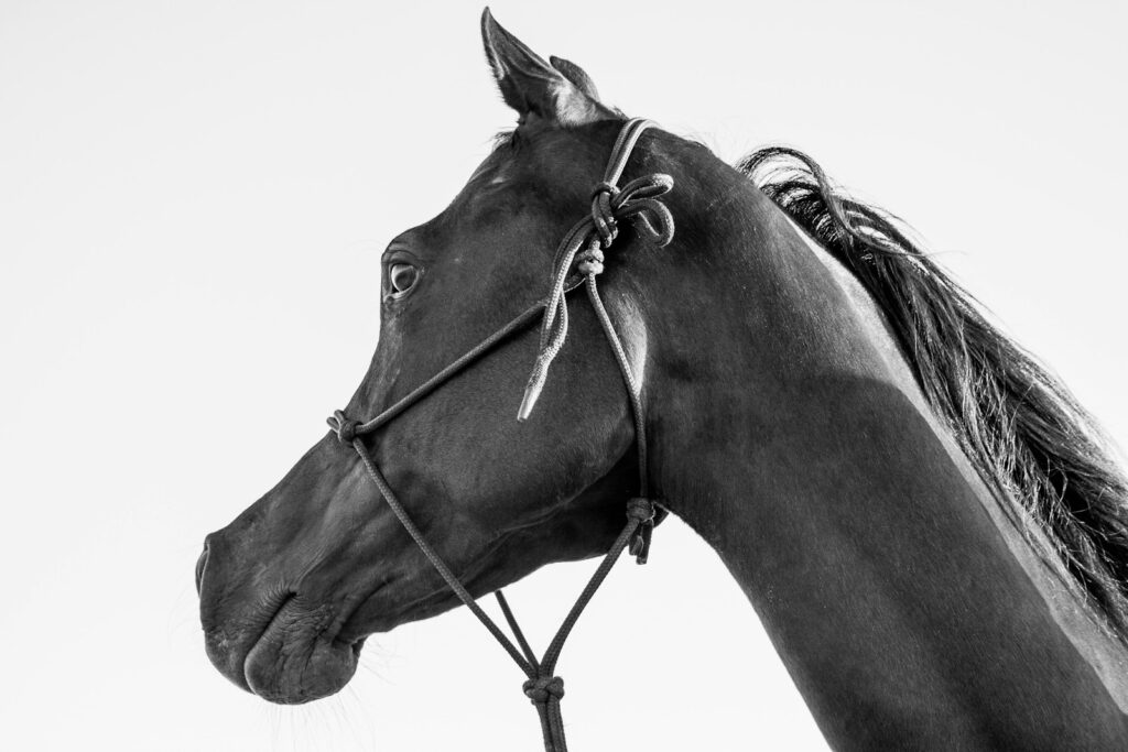 A black and white photo of a horse's head