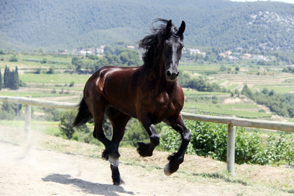 Horse running