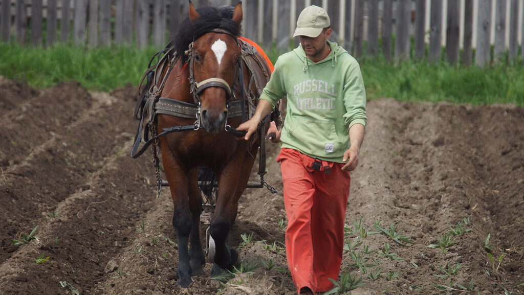 A man walking alongside a brown horse