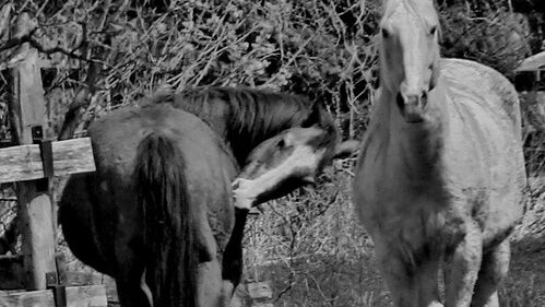 two horses standing together