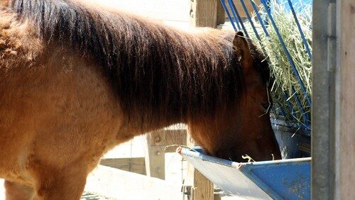 a horse eating grass
