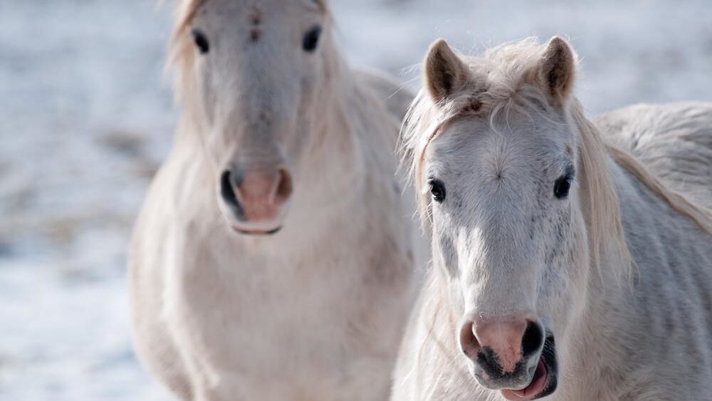 two white horses standing in the snow