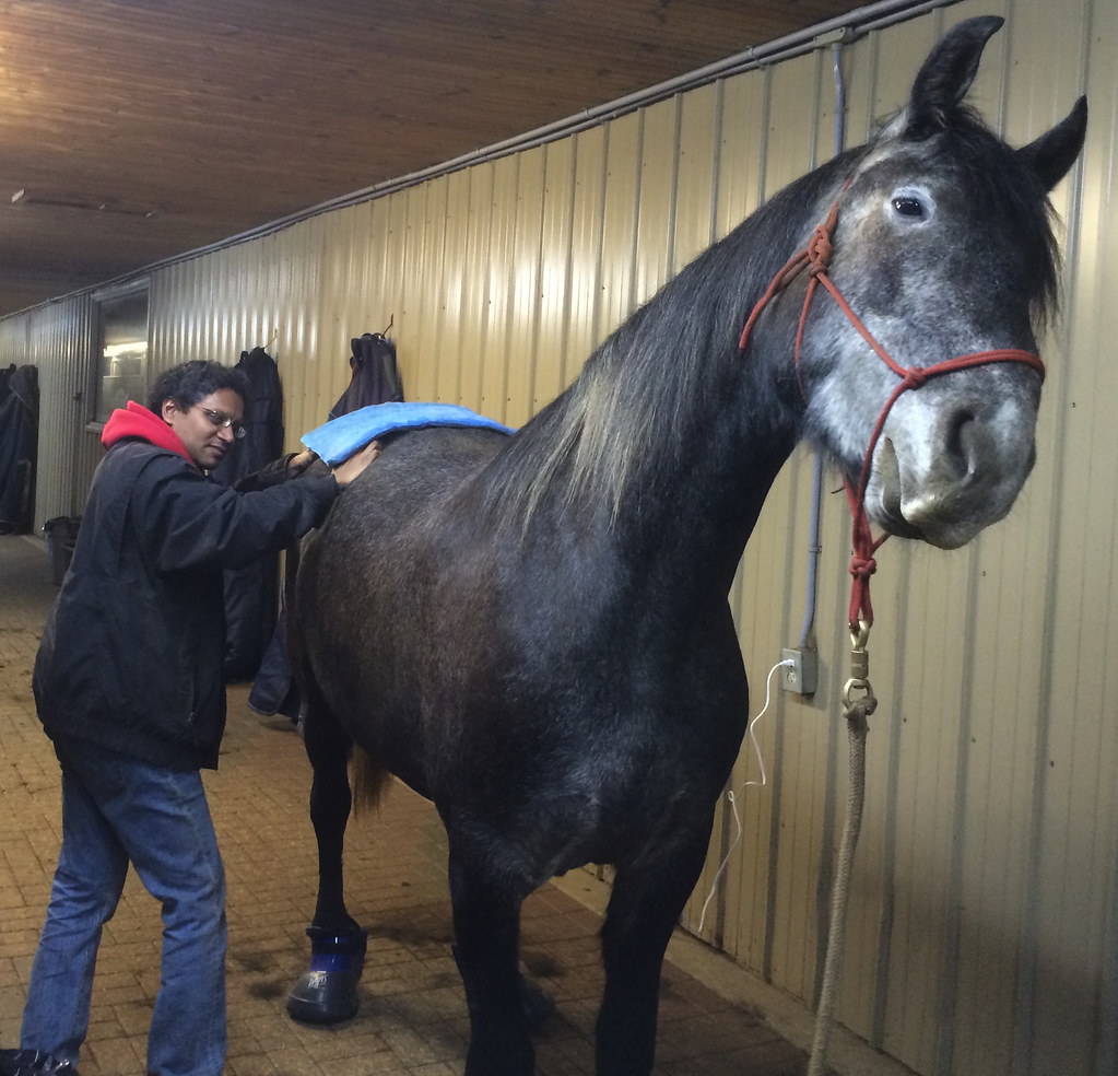 Man massaging his horse