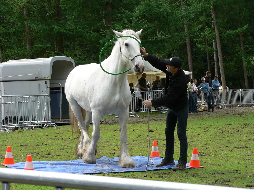 Horse walking on tarp