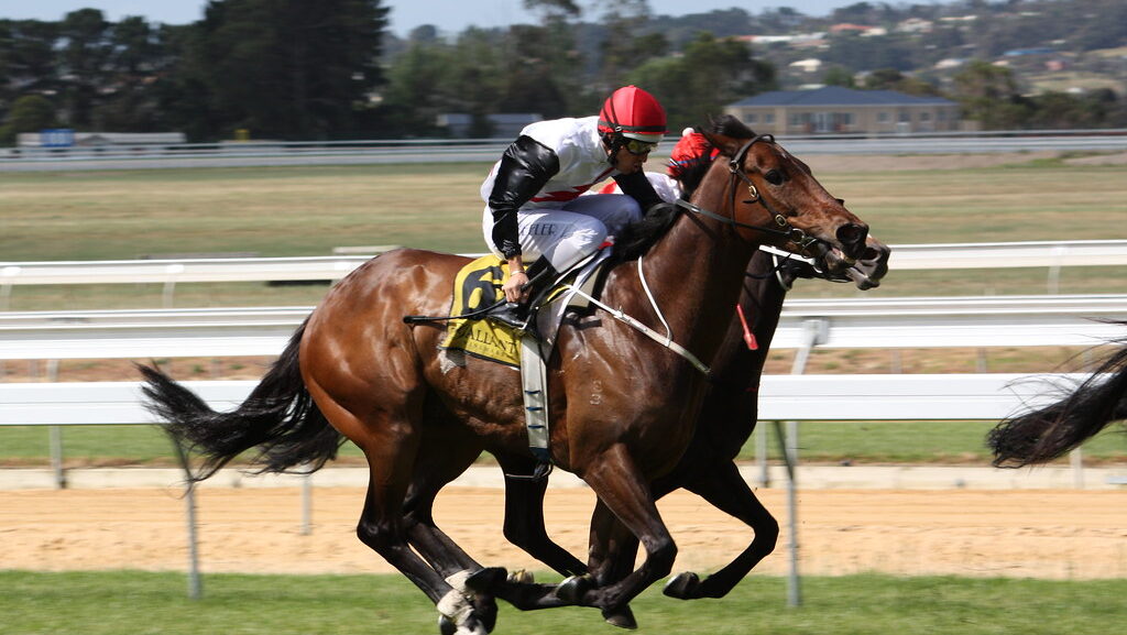 horse racing on the green land