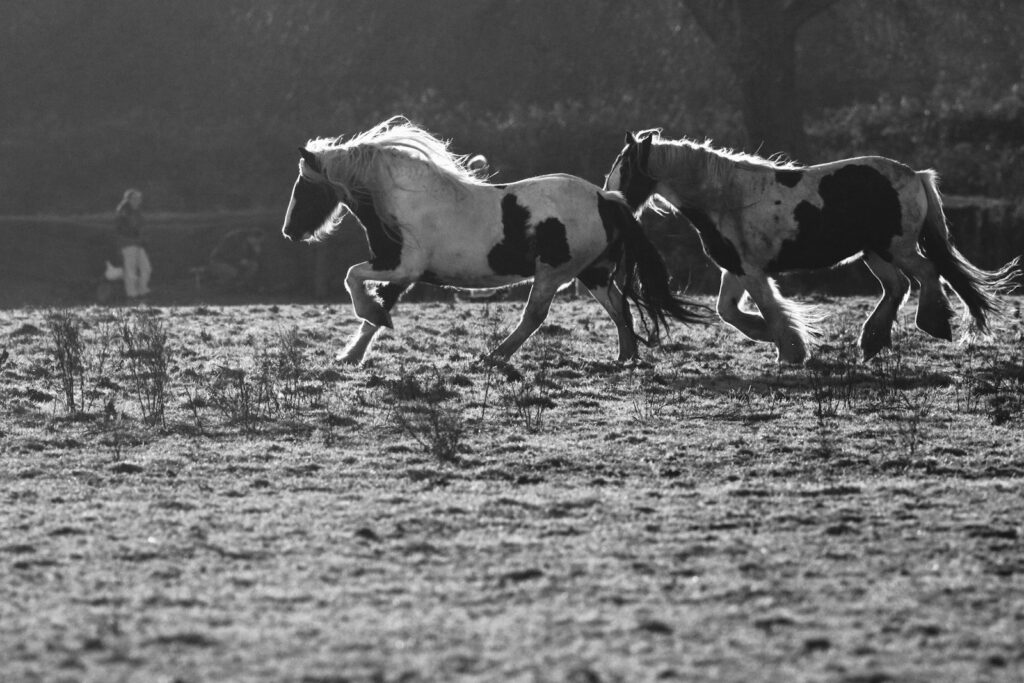 Grayscale photography of two horses on field
