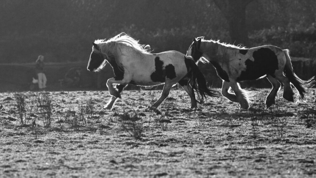 grayscale photography of two horses on field