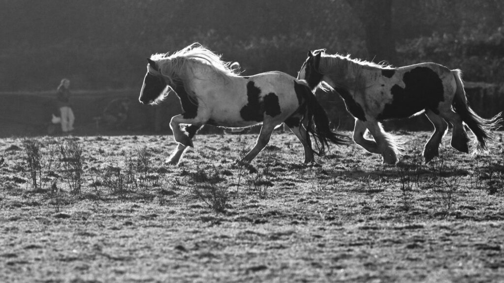 two horses running in field