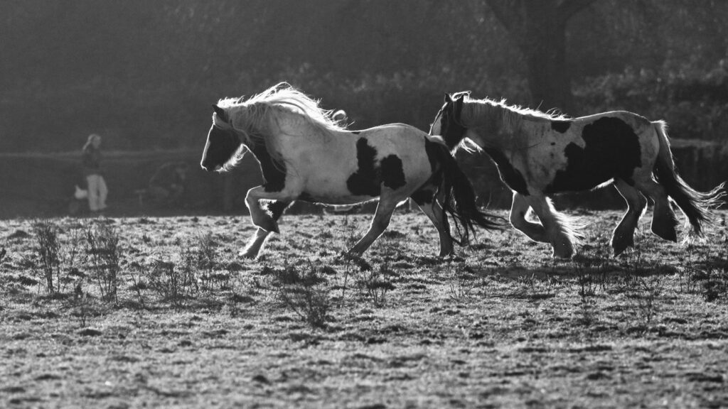 grayscale photography of two horses on field