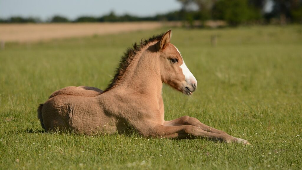 horse in grass