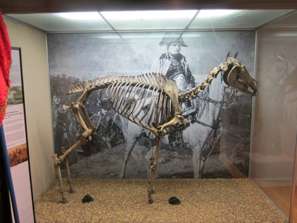 Marengo's Skeleton Displayed in the Museum