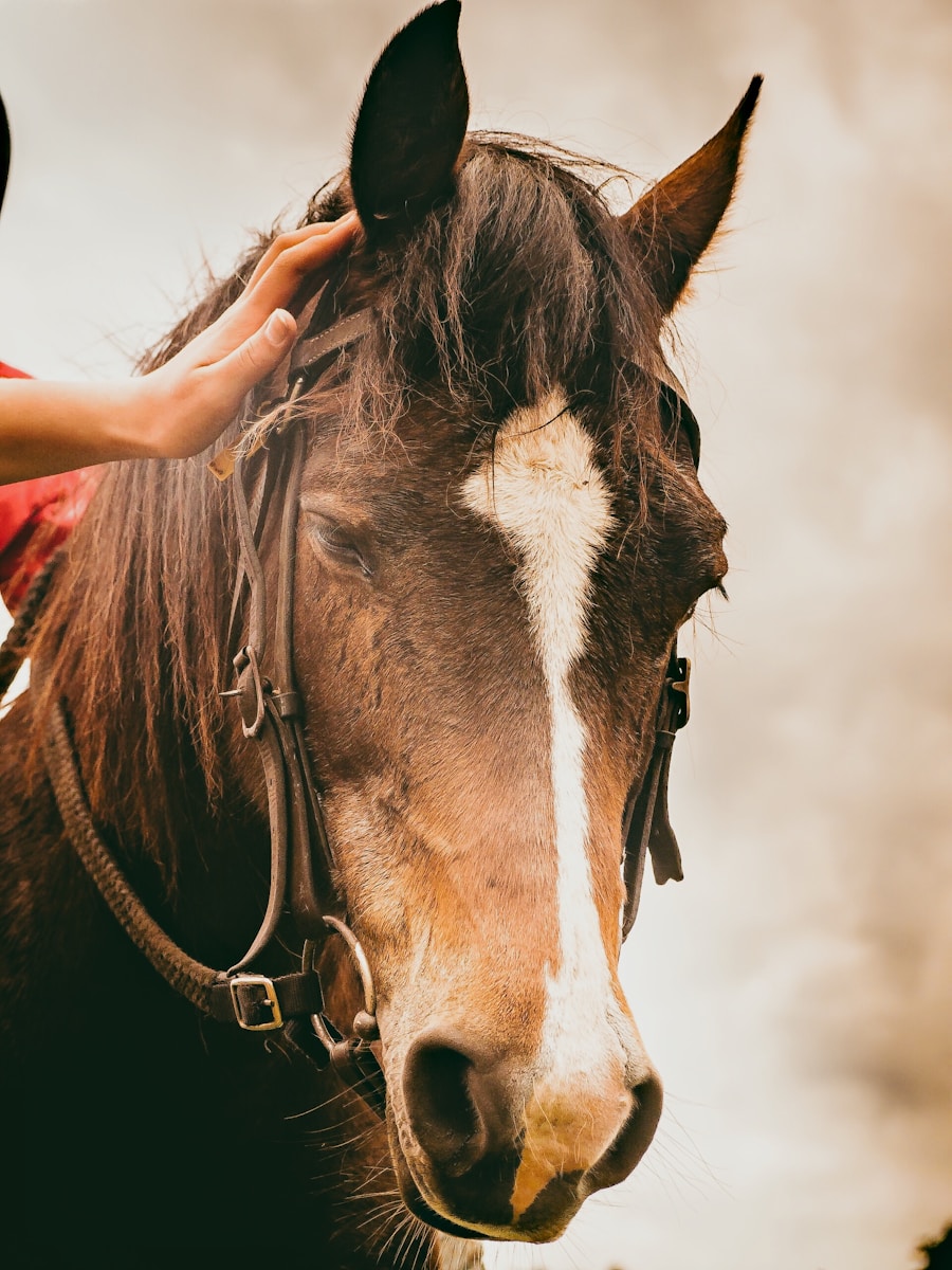 Selective focus photography of brown horse with halter
