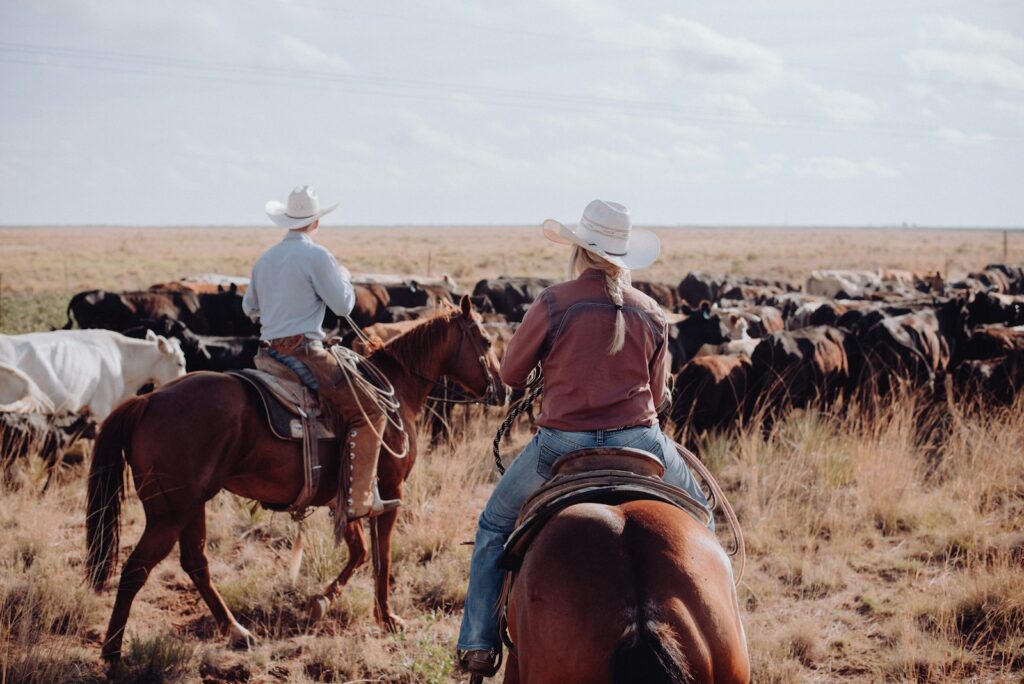Two cowboys riding on the backs of horses