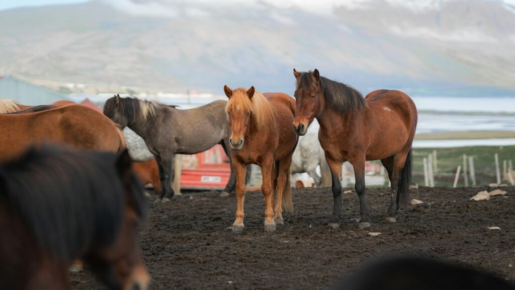 a group of horses standing in a dirt field