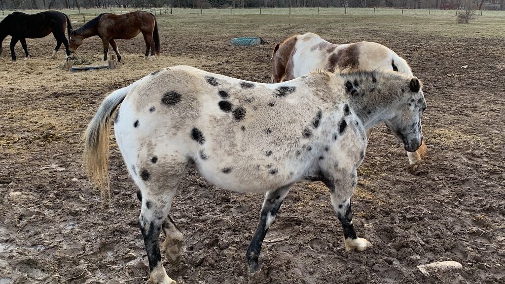 Several horse in the field