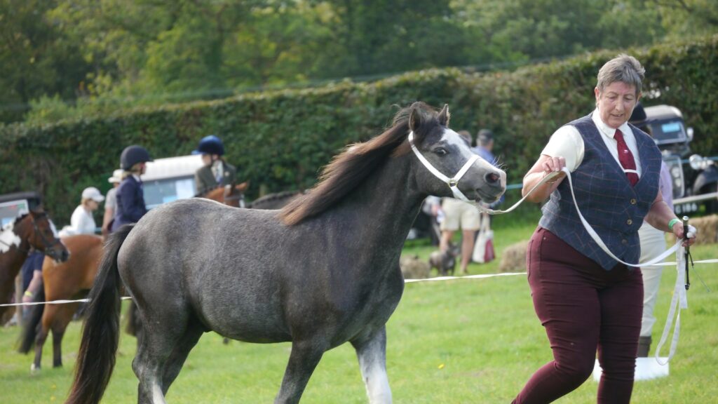 A woman walking a horse in a field