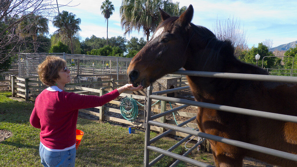 A person feeding a brown horse in an outdoor enclosure