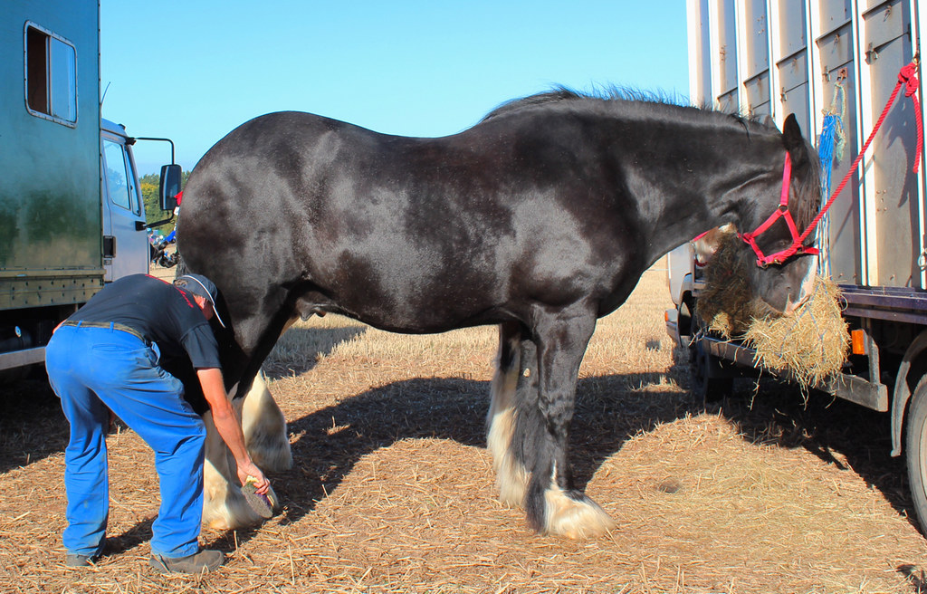 Horse grooming
