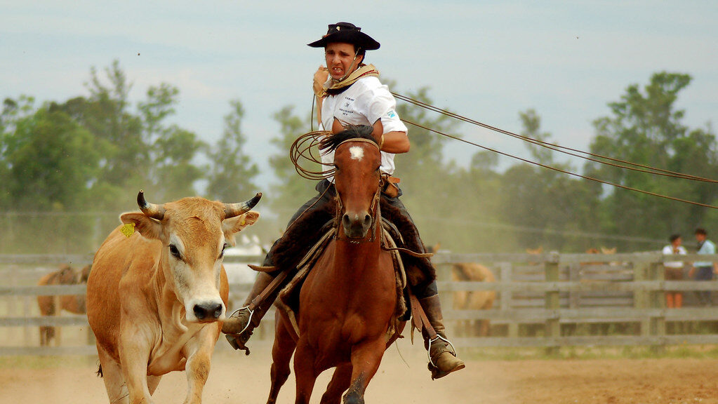 A ranch hand riding the horse and a cow is following them