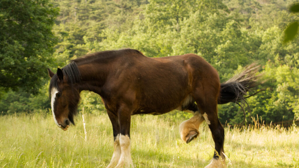 A strong horse standing in the grassland.