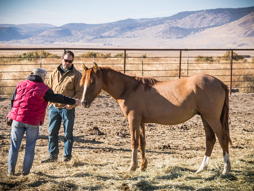 Horse training facility
