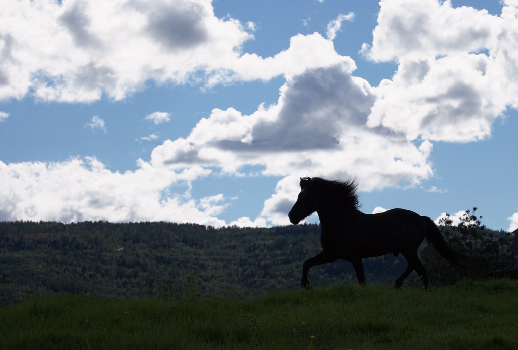 Horse silhouette