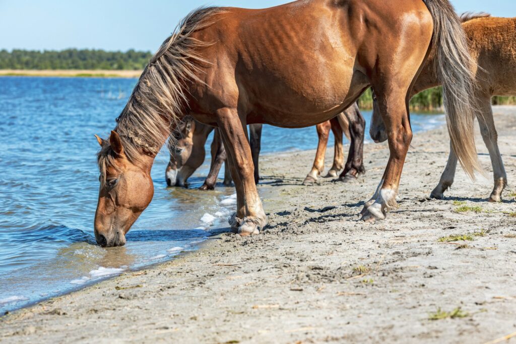 brown horse running on water during daytime