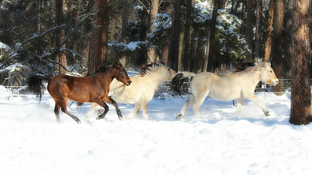 brown horse on snow covered ground during daytime