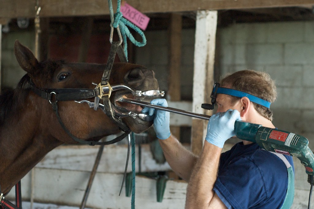 Vet checking horse's teeth