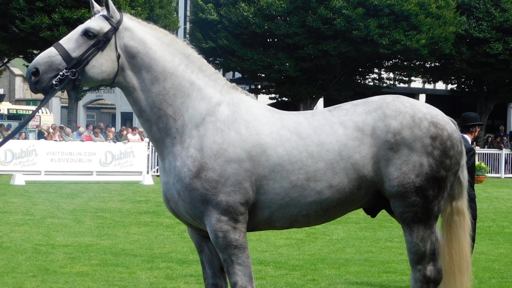 A horse standing in the green field