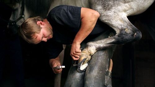 A man cleaning hooves of horse