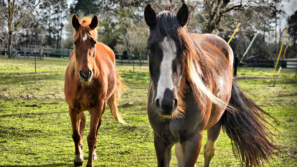 Two healthy horses