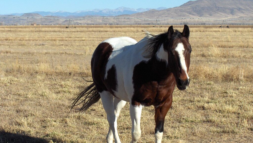 A white and brown horse stand in the field