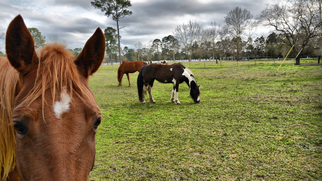 Horses are gazing in a cloudy weather.