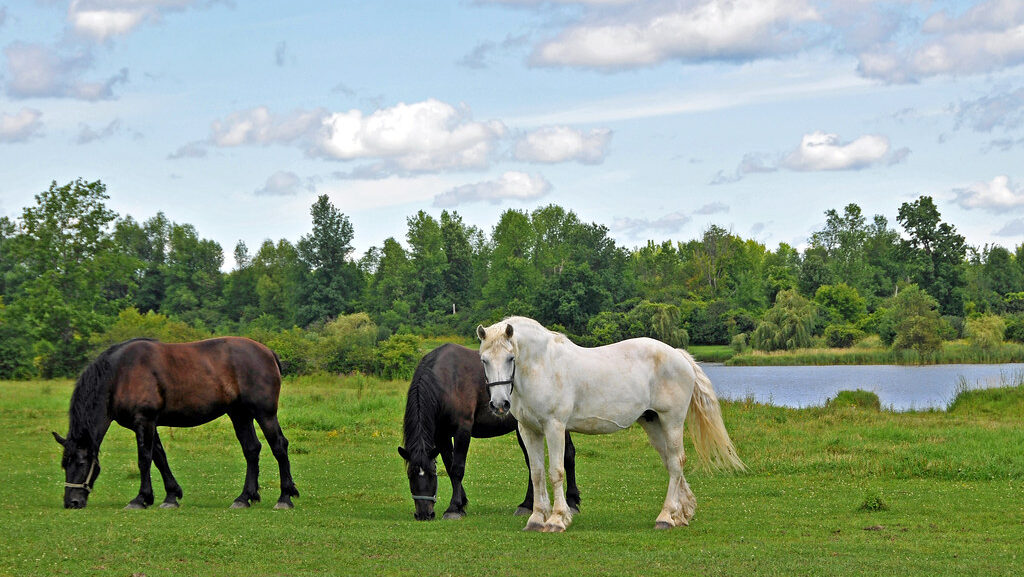 three horses standing in the green land
