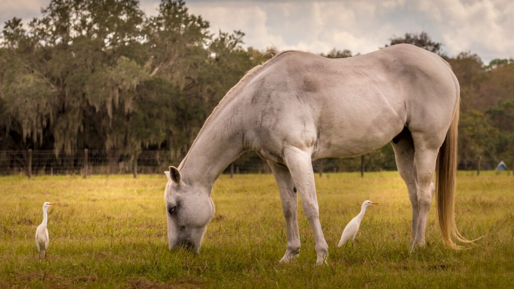 a white horse eating grass in a field
