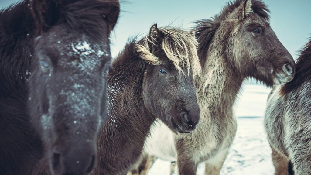 four black horses on snow covered field