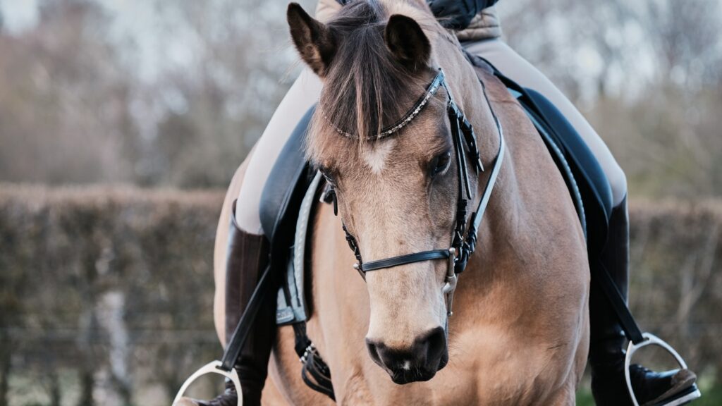 brown horse with black leather strap on head