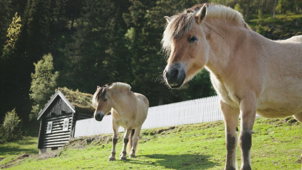 a couple of horses standing on top of a lush green field