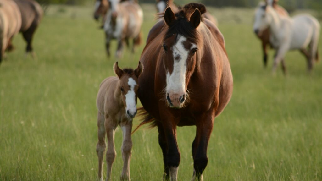 mother horse and young horse together on grass during daytime