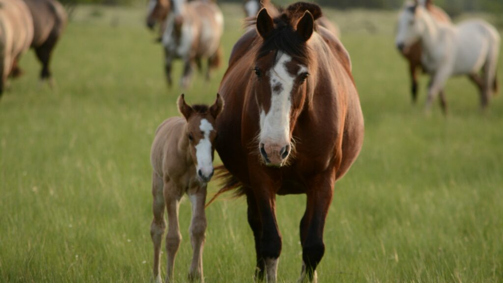 mother horse and young horse together on grass during daytime