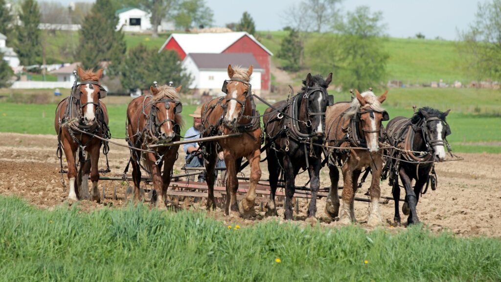 man cultivating soil by riding horse