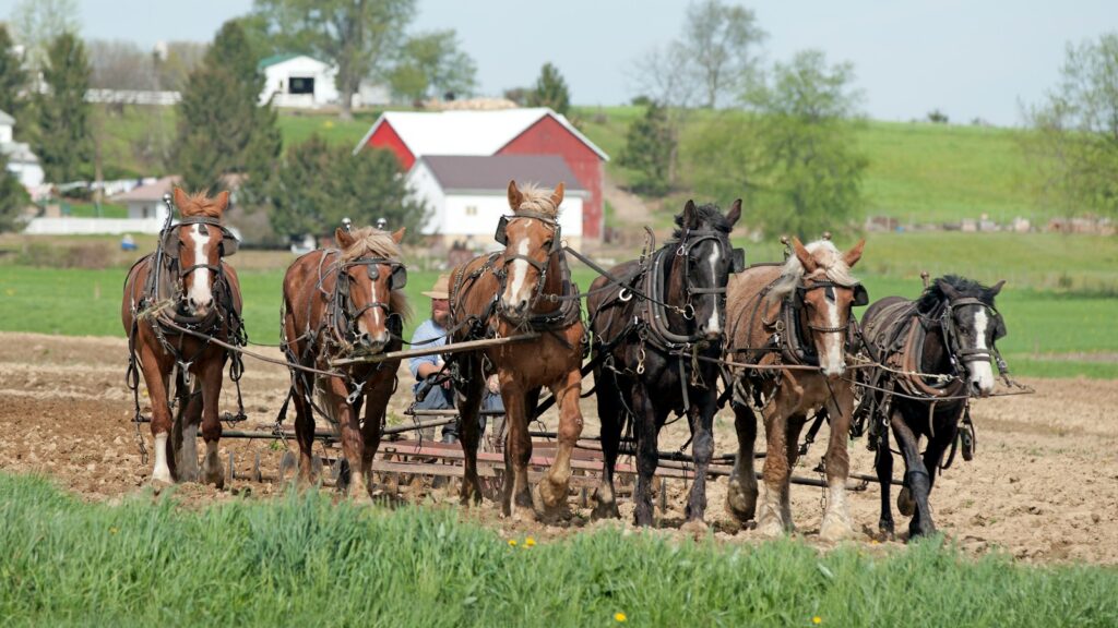 man cultivating soil by riding horse