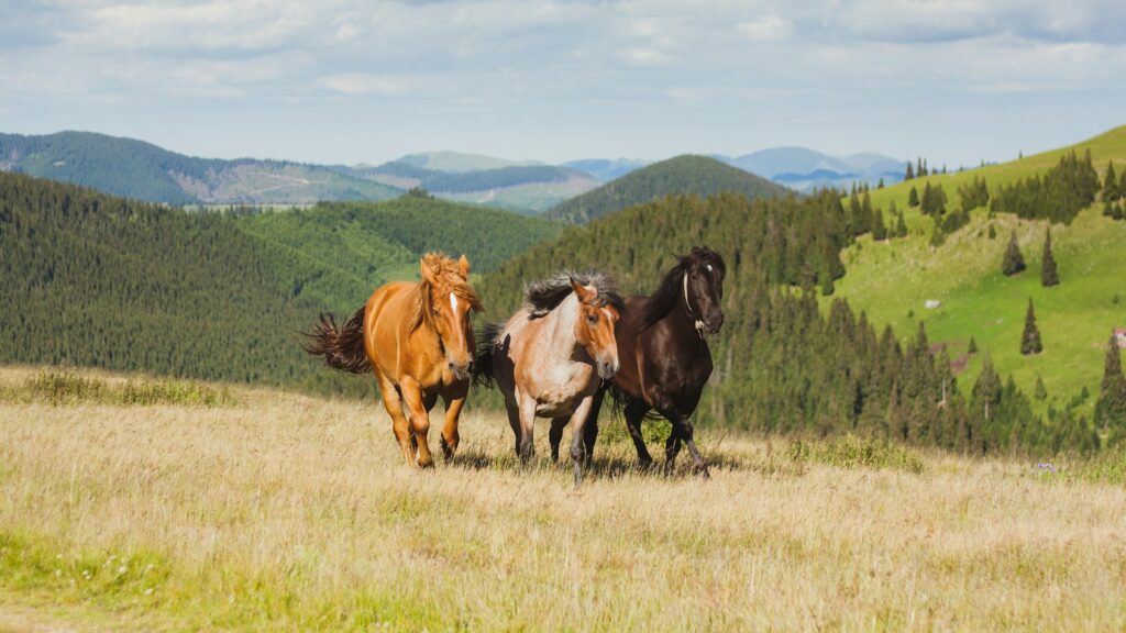 three brown and black horses running in open green field at daytime